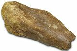 Fossil Dinosaur Appendage Bone Section - Wyoming #370980-1